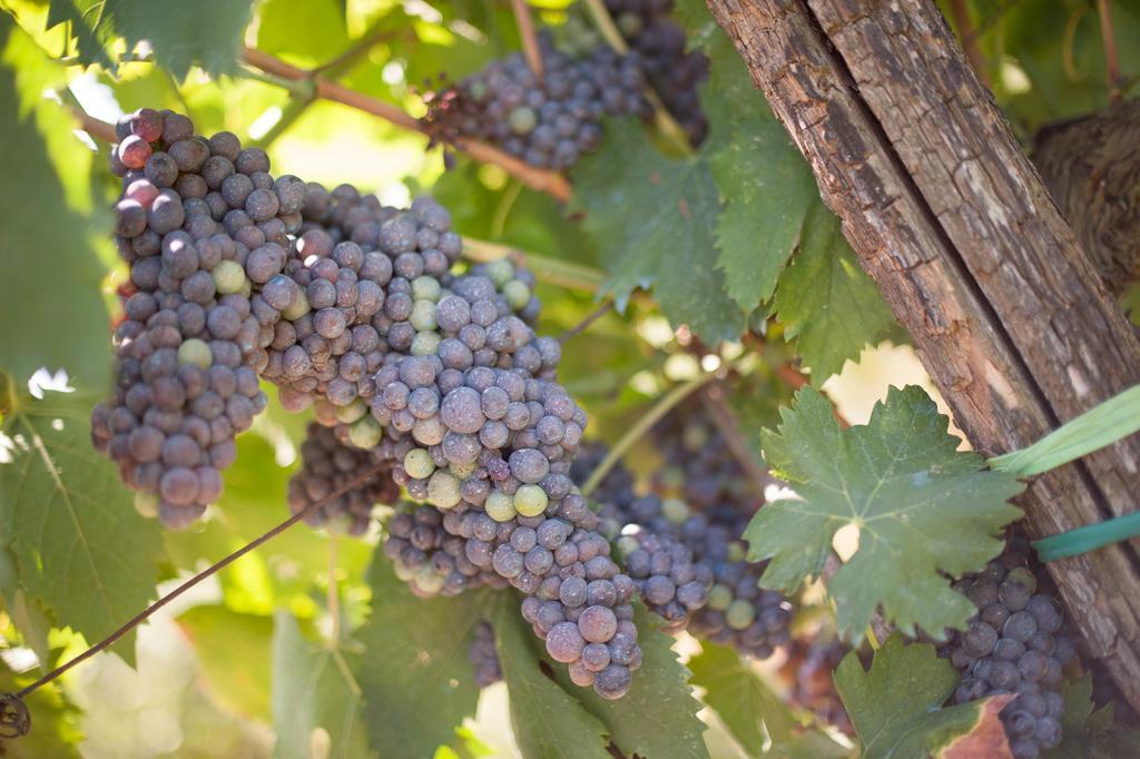 Podere Il Poggiolo Pontassieve Εξωτερικό φωτογραφία