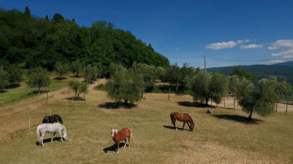 Podere Il Poggiolo Pontassieve Εξωτερικό φωτογραφία